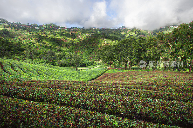 早上在泰国清莱的Doi Mae Salong茶园的美丽风景